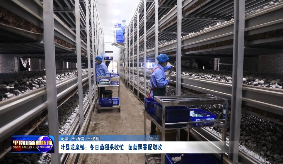 葉縣:冬日菌棚采收忙 菌菇飄香促增收.png 葉縣:冬日菌棚采收忙 菌菇飄香促增收.png
